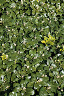 Runianka Japońska "Green Carpet" (Pachysandra Terminalis)