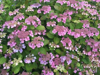 Hortensja kosmata "Hot Chocolate" (Hydrangea aspera)