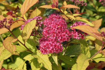 Tawuła Japońska "Goldflame" (Spiraea Japonica)