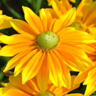 Rudbekia "SmileyZ™ Lemon" (Rudbeckia)