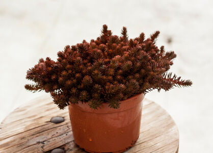 Rozchodnik "Chocolate Ball" (Sedum)