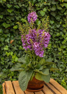 Dziewanna "Sugar Plum" (Verbascum)