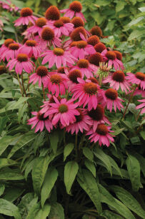 Jeżówka Purpurowa "Pow Wow Wild Berry" (Echinacea Purpurea)