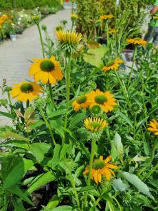 Jeżówka "Prima Amarillo" (Echinacea Purpurea)