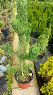 Sosna Czarna "Oregon Green" (Pinus Nigra)