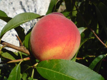 Brzoskwinia „Harnaś” goły korzeń (Prunus persica)