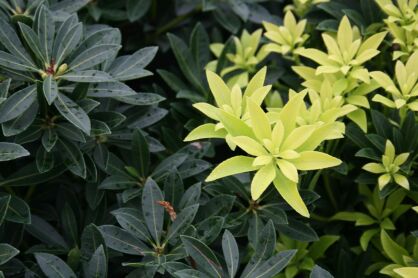 Pieris Japoński “Debutante” (Pieris Japonica)