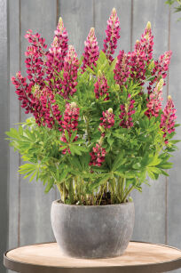 Łubin Trwały "Legendary Red Shades" (Lupinus Polyphyllus)