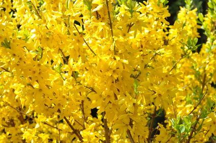 Forsycja Pośrednia 