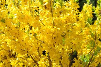 Forsycja Pośrednia "Minigold" (Forsythia x Intermedia)