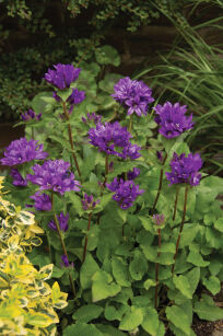 Dzwonek Skupiony "Superba" (Campanula Glomerata)