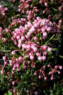 Modrzewnica pospolita "Blue Lagoon" (Andromeda polifolia)