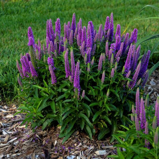 Przetacznik  „Magic Show Purple Illusion” (Veronica)