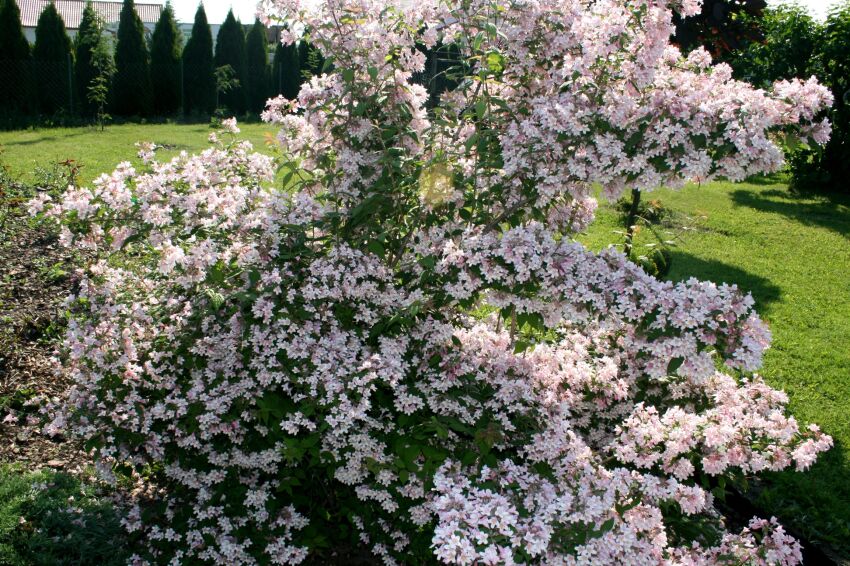 Kolkwicja Chińska (Kolkwitzia Amabilis)