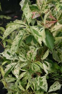 Winobluszcz Pięciolistkowy "Star Showers" (Parthenocissus Quinquefolia)