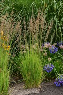 Trzęślica modra "Variegata"  (Molinia caerulea)