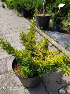 Jałowiec Chiński "Plumosa Aurea"  (Juniperus Chinensis)