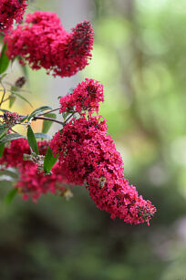 Budleja Dawida "Prince Charming" (Buddleja Davidii)