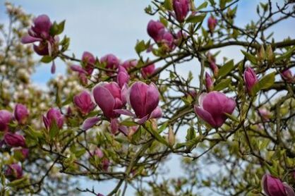 Magnolia Pośrednia "Genie" (Magnolia Soulangeana)
