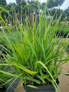 Proso Rózgowate "Rehbraun" (Panicum Virgatum )