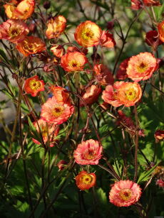 Kuklik "Nonna" (Geum)