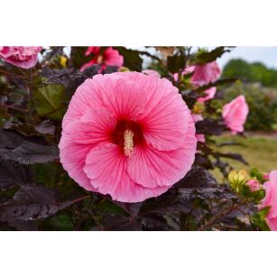 Hibiskus Bylinowy  "Edge of night"  (Hibiscus Summerific)