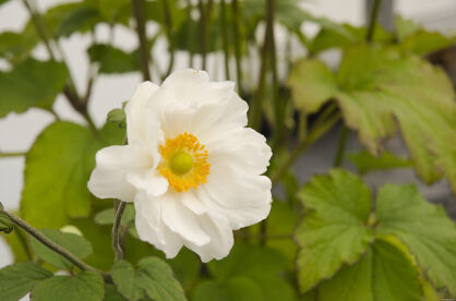 Zawilec "Whirlwind" (Anemone)