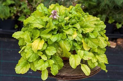 Dąbrówka "Gold Chang" (Ajuga Reptans)