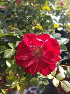 Róża Miniaturowa "Red" (Rosa Miniature)