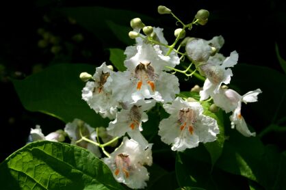 Surmia Bignoniowa (Catalpa Bignonioides)