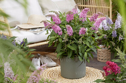 Budleja Dawida "Butterfly Candy Little Pink" (Buddleja Davidii)