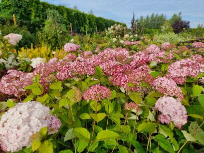 Hortensja Drzewiasta "Candybelle Bubblegum" (Hydrangea Arborescens)