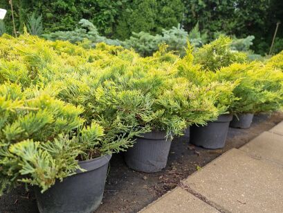Jałowiec Płożący "Limeglow" (Juniperus Horizontalis)