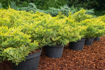 Jałowiec Płożący "Limeglow" (Juniperus Horizontalis)