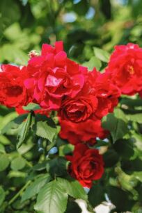 Róża Okrywowa "Scarlet Meidiland" (Rosa)