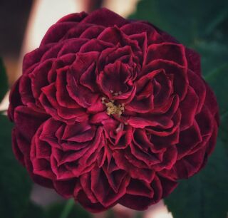 Róża Parkowa "Astrid Grafin von Hardenberg" (Rosa)
