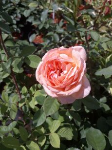 Róża Angielska "Charles Austin" (Rosa) 