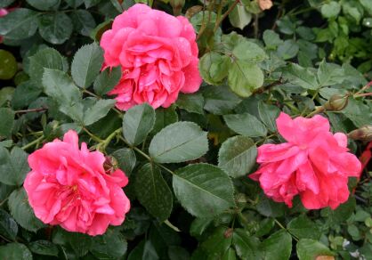 Róża Pnąca  „Rosarium” (Rosa)