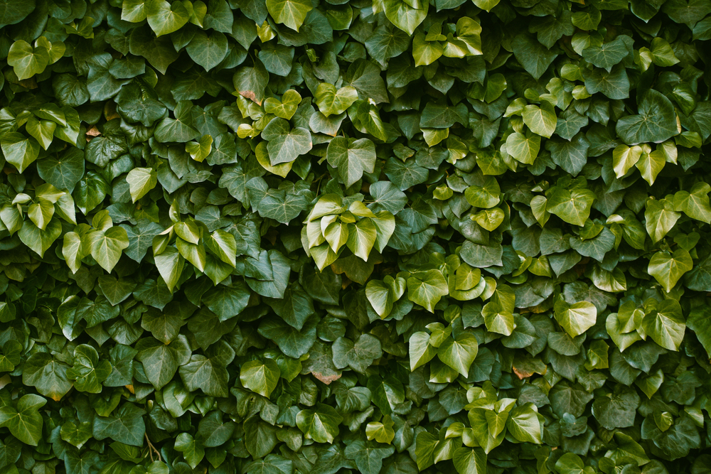 Bluszcz pospolity Hedera helix