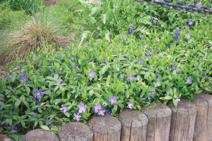 Rośliny okrywowe - 10 gatunków które eliminują chwasty